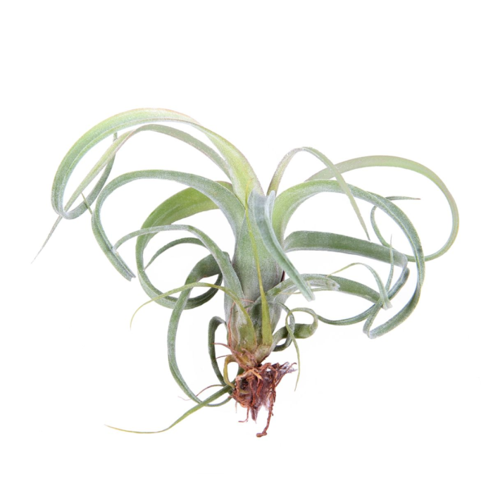 Tillandsia 'Curly Slim' [1]