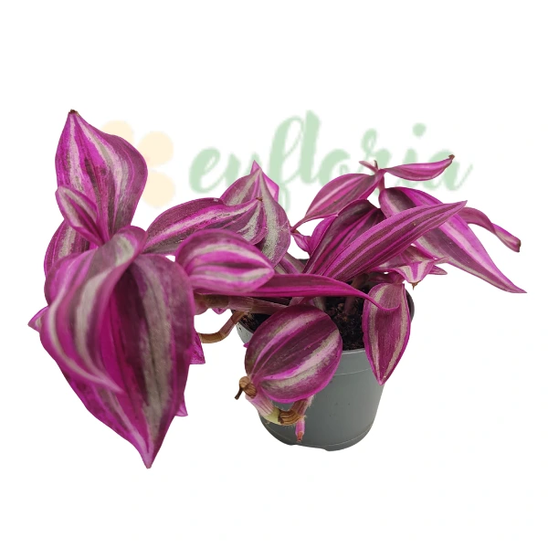Tradescantia 'Pink Paradise' [3]