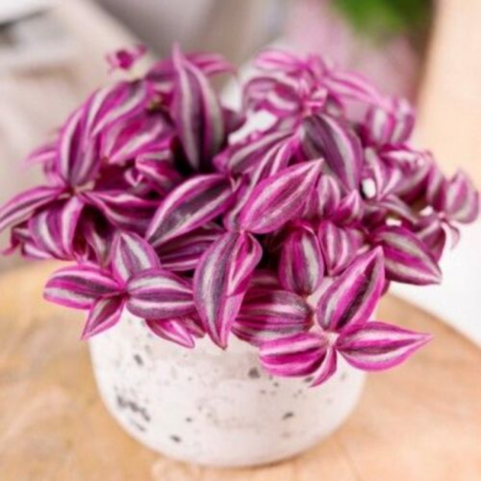 Tradescantia 'Pink Paradise' [2]