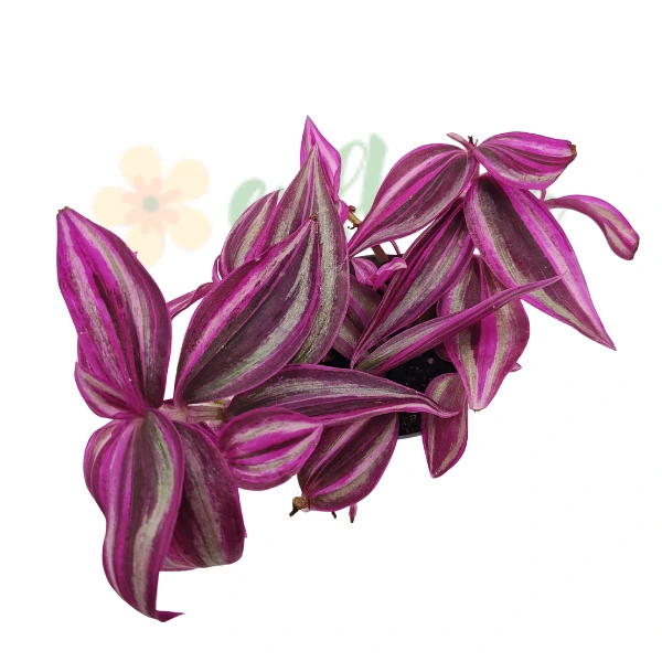 Tradescantia 'Pink Paradise' [4]