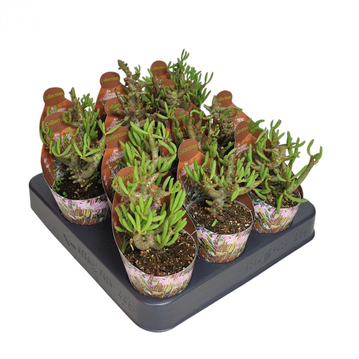 Tylecodon buchholzianus [2]