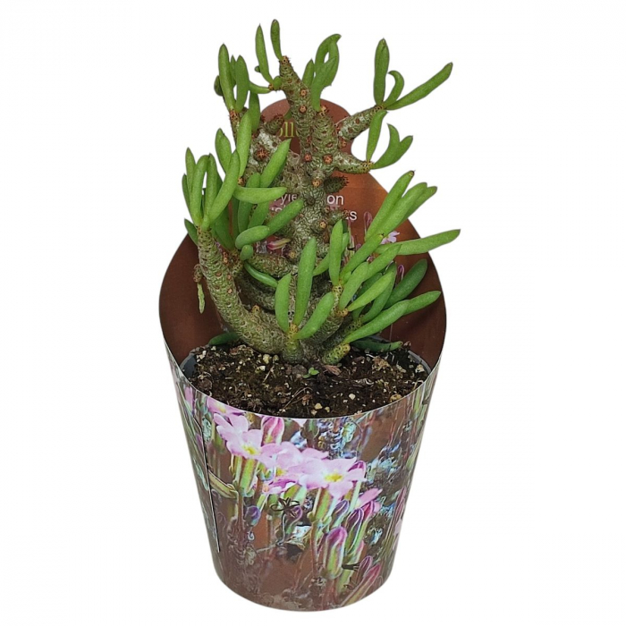 Tylecodon buchholzianus [3]