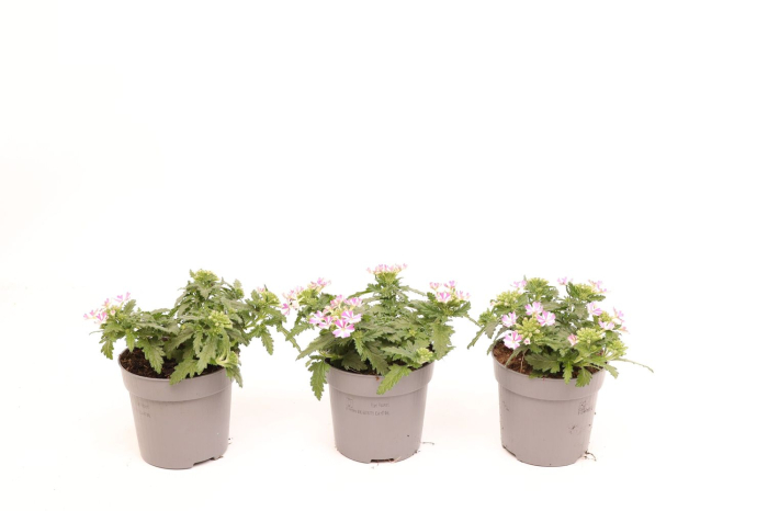 Verbena VEGAS DEEP VIOLET D10.5cm — flori violet intens [2]