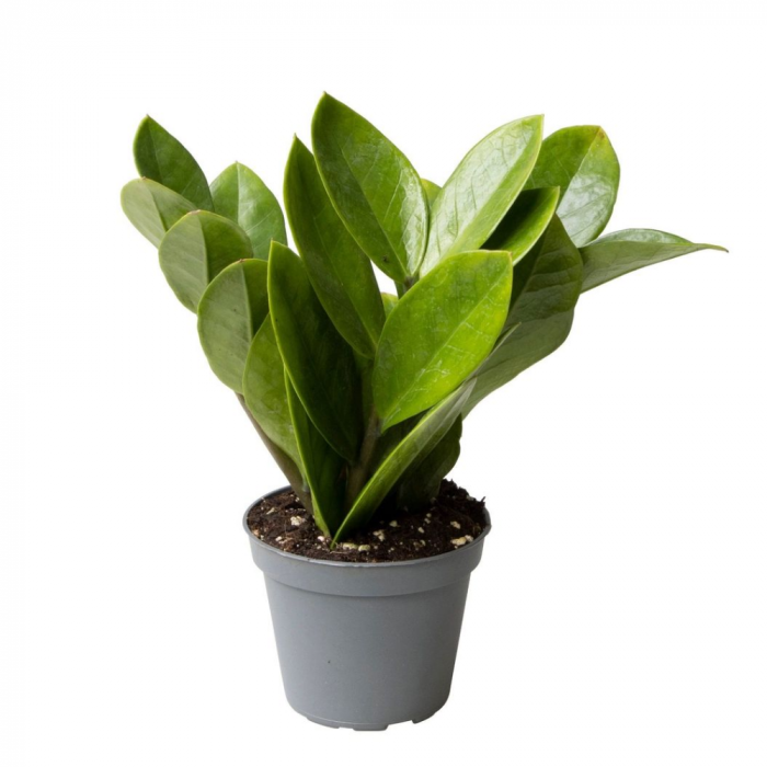 Zamioculcas zamiifolia [1]