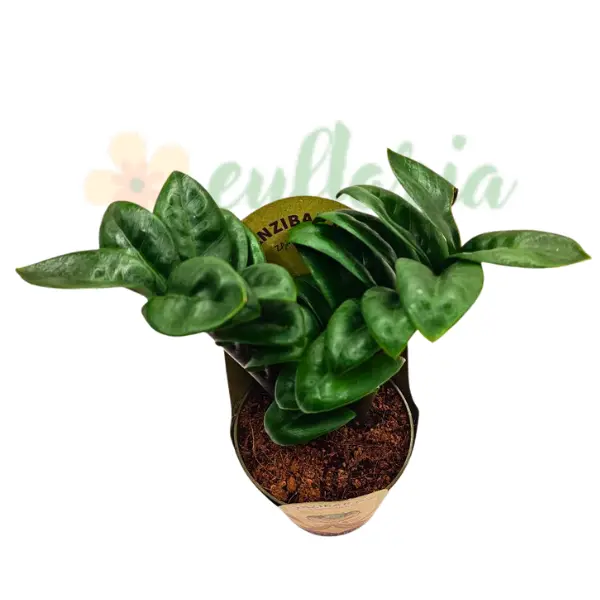 Zamioculcas zamiifolia 'Zenzi' [3]
