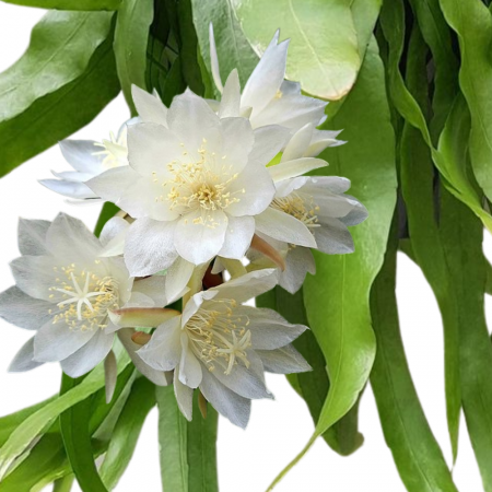Epiphyllum pumilum [2]