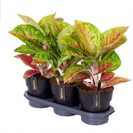 Aglaonema 'Grand Poppy' [1]