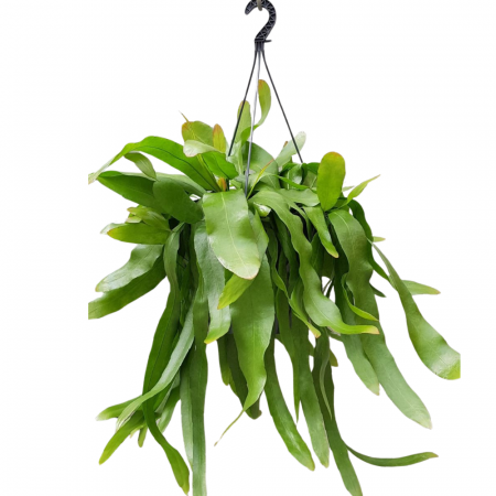 Suculente - Epiphyllum pumilum