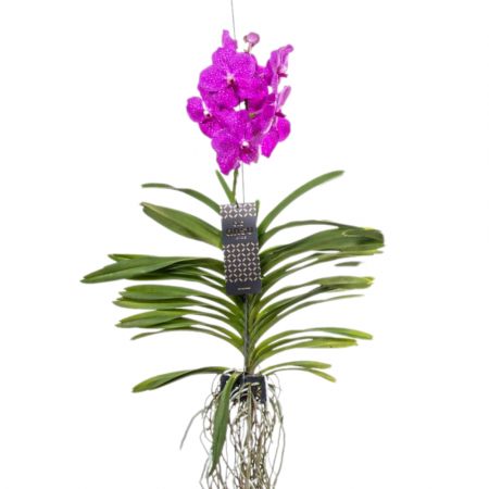 Orhidee - Orhidee naturală VANDA cu flori roz și agățătoare