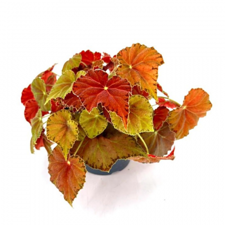 Begonia - Begonia 'Amber Love'