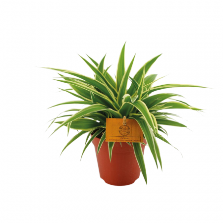 ... Alte plante de interior - Chlorophytum Ocean în ghiveci - frunze în dungi verzi și albe