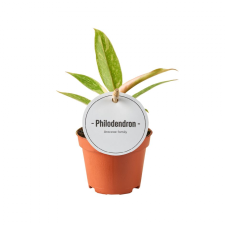 Philodendron - Philodendron Ring of Fire în ghiveci, frunze variegate multicolore