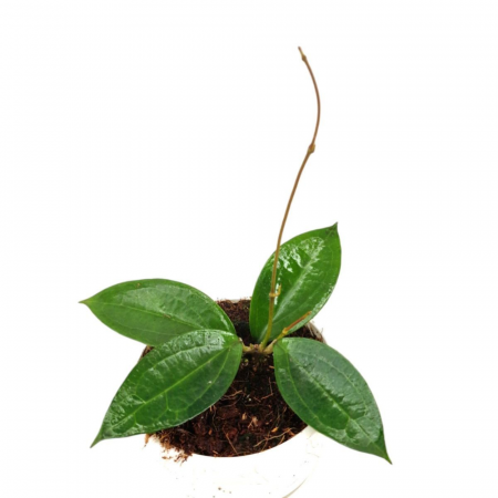 Hoya - Hoya 'Timor'