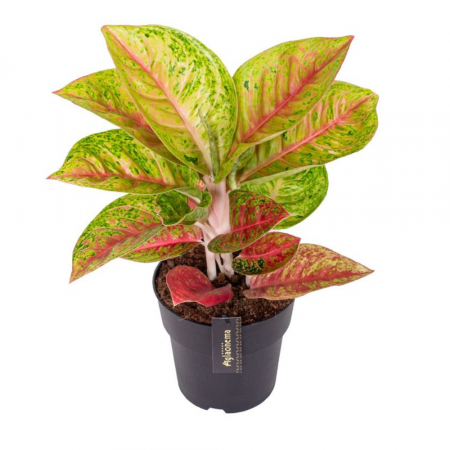 Aglaonema - Aglaonema 'Grand Poppy'