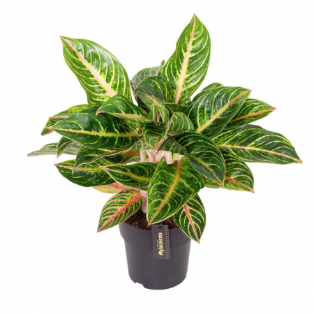 Aglaonema - Aglaonema 'Red Okapi'