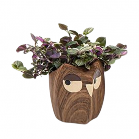 ... Alte plante de interior - Planta naturală de interior în ghiveci Bufniță v1