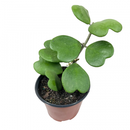 Hoya - Hoya Kerrii în ghiveci - frunză suculentă în formă de inimă