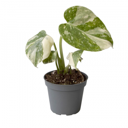 Monstera - Monstera Thai Constellation în ghiveci – frunze mari cu pete crem.