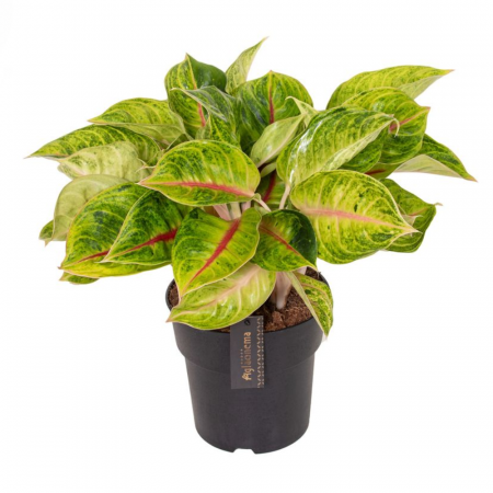 Aglaonema - Aglaonema 'Iguana Red'