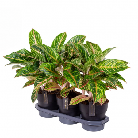 Aglaonema 'Red Okapi' [1]