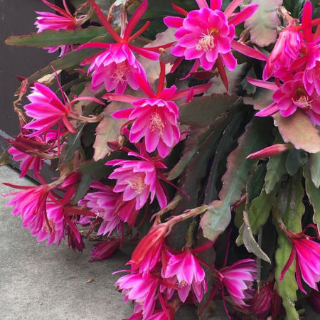 Epiphyllum 'Leon Herick' [1]