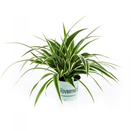 ... Alte plante de interior - Chlorophytum 'Irish'