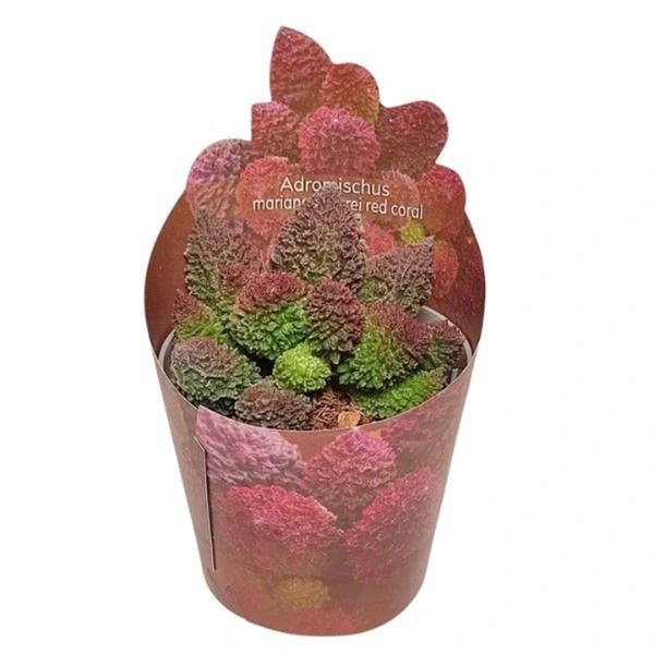 Suculente - Adromischus marianae herrei 'Red Coral'