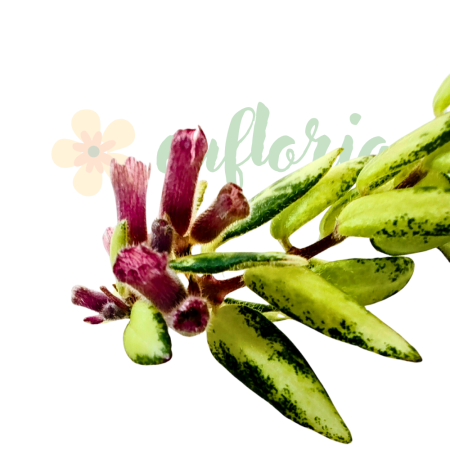 Aeschynanthus 'Bolero Bicolore' — variegated lipstick plant with green-cream leaves and red flowers [2]