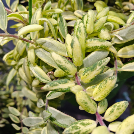 Aeschynanthus 'Bolero Bicolore' — variegated lipstick plant with green-cream leaves and red flowers [1]