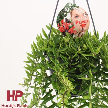 Aeschynanthus Green Star [3]