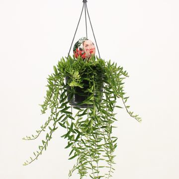 Aeschynanthus Green Star [2]