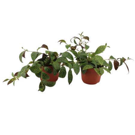 Aeschynanthus marmoratus [1]