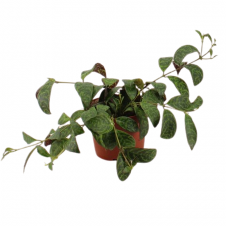 Aeschyanthus - Aeschynanthus marmoratus