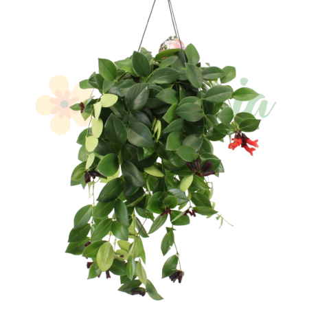 Plante înflorite - Aeschynanthus 'Mona Lisa' D15cm — plantă curgătoare cu flori ruj