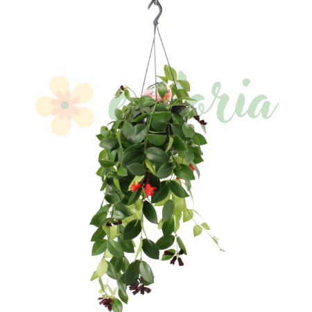 Aeschynanthus 'Mona Lisa' D15cm — plantă curgătoare cu flori ruj [1]