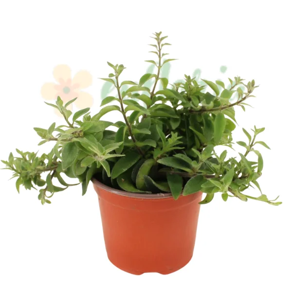 Aeschyanthus - Aeschynanthus Twister – Rare Spiraling Lipstick Plant