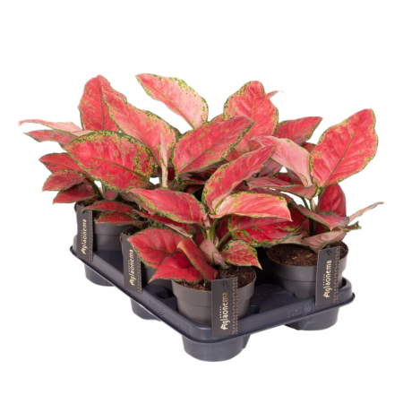 Aglaonema 'Cayenne Red' [1]