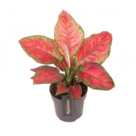 Aglaonema - Aglaonema 'Cayenne Red'