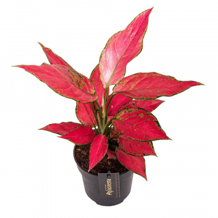 Aglaonema - Aglaonema 'Cherry Baby'