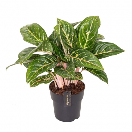 Aglaonema - Aglaonema 'Coco Green'