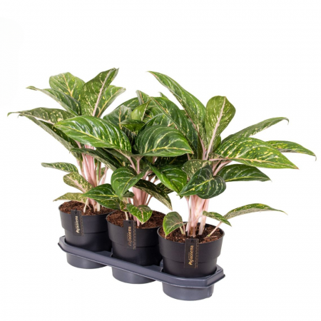 Aglaonema 'Coco Green' [1]