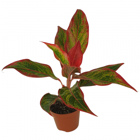Aglaonema - Aglaonema 'Crete Flame'
