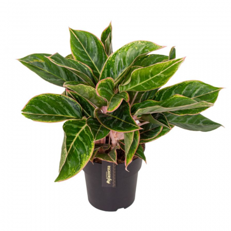 Aglaonema - Aglaonema 'Jungle Shadows'