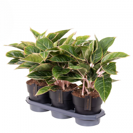 Aglaonema 'Jungle Shadows' [1]