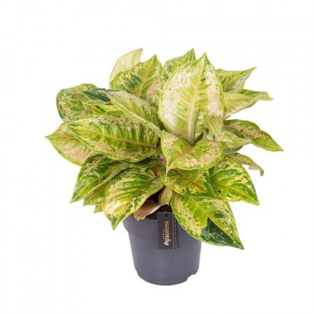 Aglaonema - Aglaonema 'Pastella'