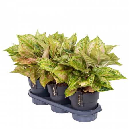 Aglaonema 'Pastella' [1]