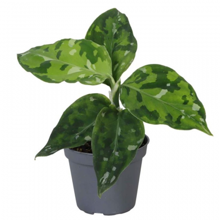 Aglaonema - Aglaonema pictum Tricolor