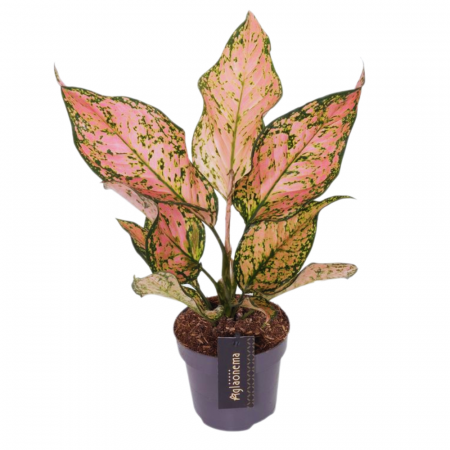 Aglaonema - Aglaonema 'Pink Dolphin'