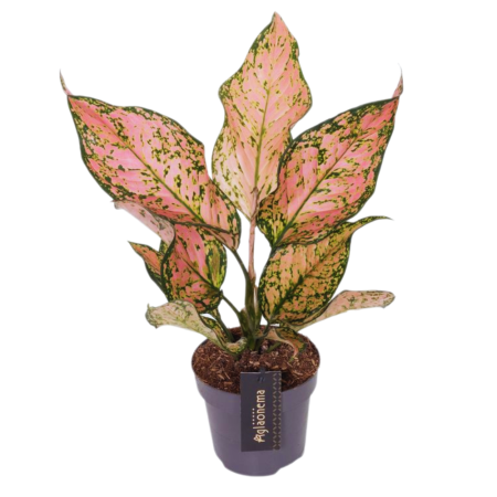 Aglaonema - Aglaonema 'Pink Dolphin' — plantă de interior cu frunze mari în nuanțe de roz-vermilion și verde