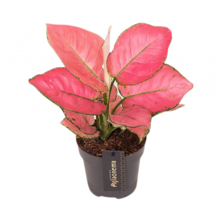 Aglaonema - Aglaonema 'Raspberry Love'